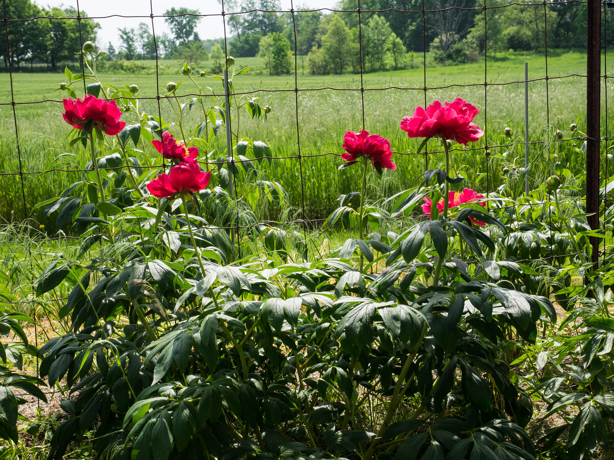 Nice to meet you. Peony.